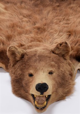 Lot 79 - Taxidermy: North American Brown Bear Skin (Ursus arctos), dated 2005, a young adult skin rug...
