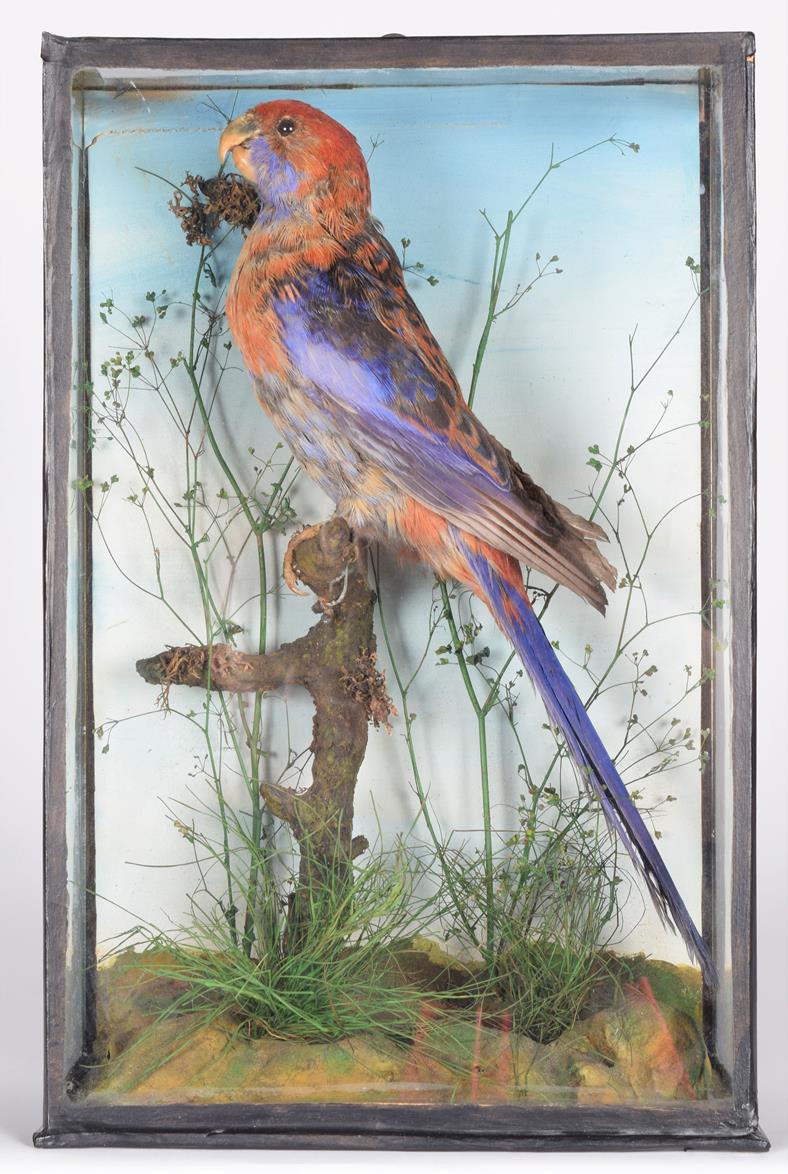 Lot 82 - Taxidermy: A Late Victorian Cased Crimson Rosella Parrot (Platycercus elegans), East & Southeastern