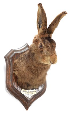 Lot 83 - Taxidermy: European Hare (Lupus lupus), October 20th 1934, by Henry Murray & Son, Naturalist's...