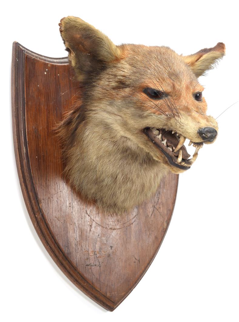 Lot 84 - Taxidermy: European Red Fox (Vulpes vulpes), circa 1920-1930, by Henry Murray, Naturalist's &...