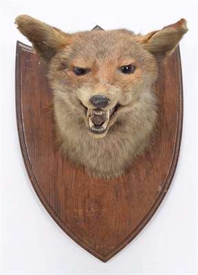 Lot 84 - Taxidermy: European Red Fox (Vulpes vulpes), circa 1920-1930, by Henry Murray, Naturalist's &...