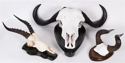 Lot 85 - Antlers/Horns: A Group of African Game Trophies, circa late 20th centruy, comprising - Cape Buffalo