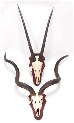 Lot 86 - Antlers/Horns: Cape Greater Kudu & Gemsbok Oryx, circa late 20th century, adult Cape Greater...
