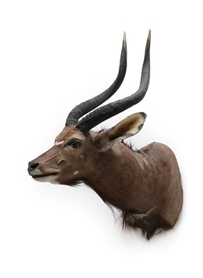 Lot 88 - Taxidermy: Lowland Nyala (Nyala angasii), modern, by Wild Africa Taxidermy, Port Alfred, South...