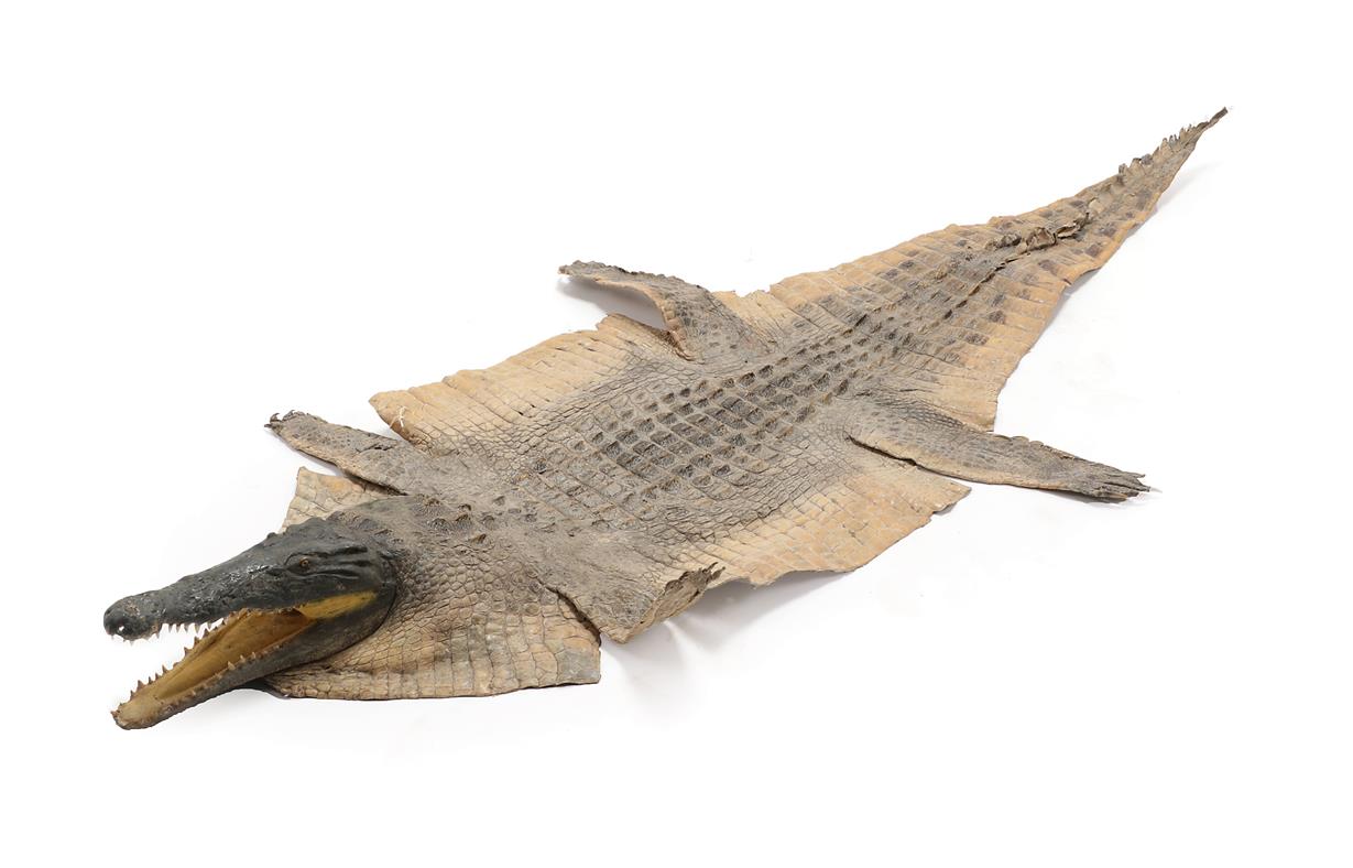 Lot 89 - Taxidermy: Nile Crocodile (Crocodylus nyloticus), circa 2005, Zimbabwe, Africa, adult flat skin...