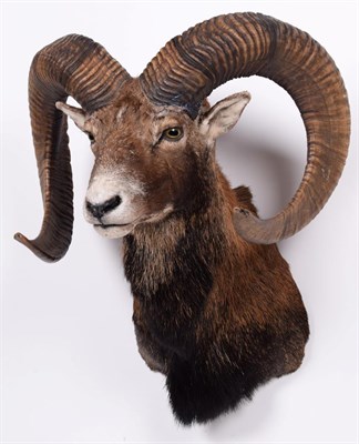 Lot 91 - Taxidermy: European Mouflon (Ovis aries musimon), modern, adult male shoulder mount looking...