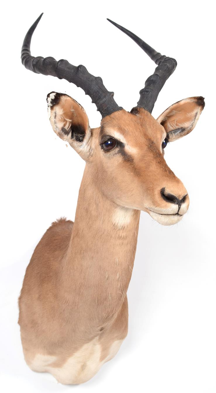 Lot 93 - Taxidermy: Common Impala (Aepyceros melampus), modern, South Africa, adult male shoulder mount...