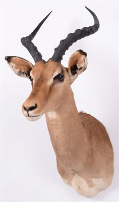 Lot 93 - Taxidermy: Common Impala (Aepyceros melampus), modern, South Africa, adult male shoulder mount...