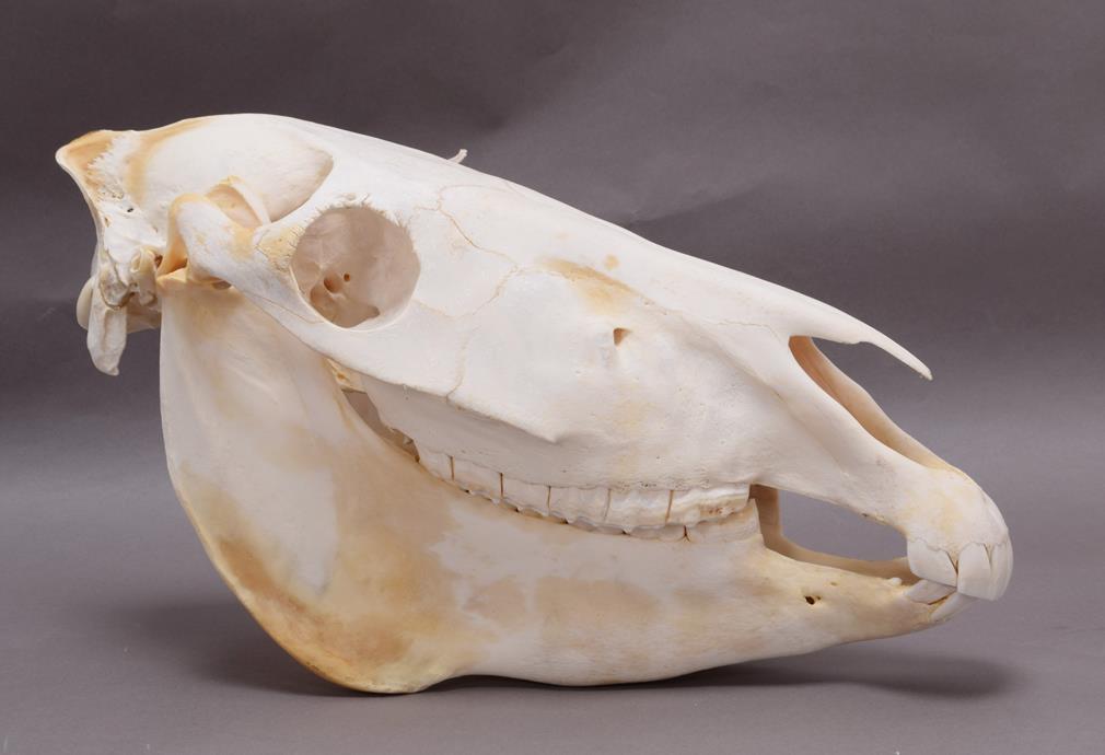 Lot 94 - Skulls/Anatomy: Burchell's Zebra Skull (Equus quagga), modern, a complete bleached skull, 54cm...
