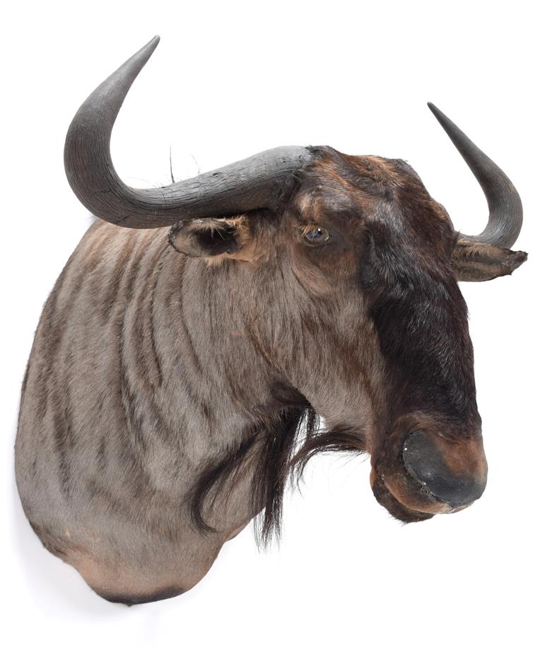 Lot 95 - Taxidermy: Blue Wildebeest (Connochaetes taurinus), modern, South Africa, a high quality adult bull