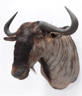 Lot 95 - Taxidermy: Blue Wildebeest (Connochaetes taurinus), modern, South Africa, a high quality adult bull