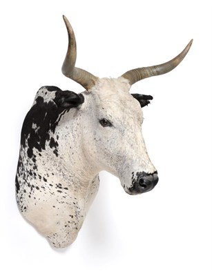 Lot 97 - Taxidermy: Nguni Bull (Bos taurus), modern, South Africa, a large fine quality adult male bull...
