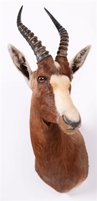 Lot 99 - Taxidermy: Blesbok (Damaliscus phillipsi), modern, high quality adult male shoulder mount with head
