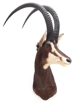 Lot 100 - Taxidermy: Southern Sable Antelope (Hippotragus niger niger), modern, Gold Medal Class, a high...