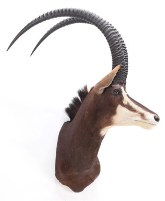Lot 100 - Taxidermy: Southern Sable Antelope (Hippotragus niger niger), modern, Gold Medal Class, a high...