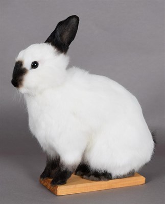 Lot 102 - Taxidermy: A Domestic Rabbit (Oryctolagus cuniculus domesticus), modern, a full mount adult...