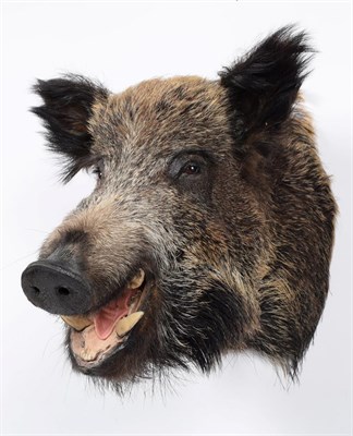 Lot 104 - Taxidermy: European Wild Boar (Sus scrofa), modern, by Graham Teasdale, Taxidermy, Rotherham, South