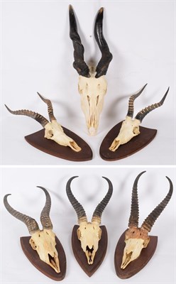 Lot 105 - Antlers/Horns: A Group of African Game Trophies, circa late 1990, South Africa, comprising -...