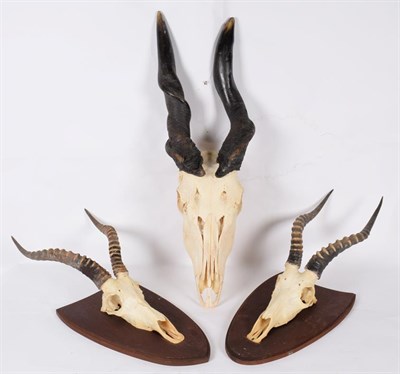 Lot 105 - Antlers/Horns: A Group of African Game Trophies, circa late 1990, South Africa, comprising -...