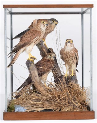 Lot 107 - Taxidermy: A Large Cased Diorama of Common Kestrels (Falco tinnunculus), a family of common...