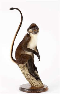 Lot 108 - Taxidermy: A Lesser Spot-Nosed Guenon Monkey (Cercopithecus petaurista), modern, captive bred,...
