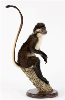 Lot 108 - Taxidermy: A Lesser Spot-Nosed Guenon Monkey (Cercopithecus petaurista), modern, captive bred,...