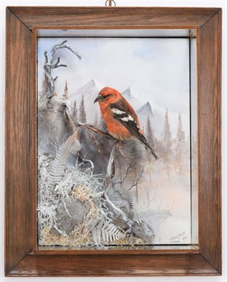 Lot 111 - Taxidermy: A Wall Cased Two-Barred Crossbill (Loxia leucoptera), captive bred, circa 2015, by...