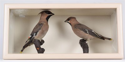 Lot 114 - Taxidermy: A Pair of Late Victorian Bohemian Waxwings (Bombycilla garrulus), a pair of full...