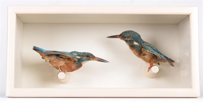 Lot 116 - Taxidermy: A Cased Pair of European Kingfishers (Alcedo athis), circa early 20th century, both full