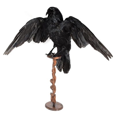 Lot 119 - Taxidermy: Raven (Corvus corax), modern, a full mount adult with wings outstretched, perched atop a
