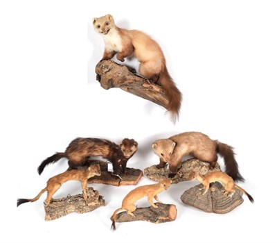 Lot 120 - Taxidermy: A Group of European Countryside Animals, circa late 20th century, comprising -  two full