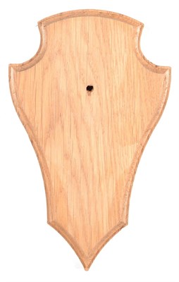 Lot 122 - Taxidermy: Shields, fifty similar blonde oak shields, 12.5cm by 19.5cm (50) used.