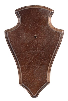 Lot 125 - Taxidermy: Shields, fifty matching dark oak shields, 13cm by 20cm, (50) used.