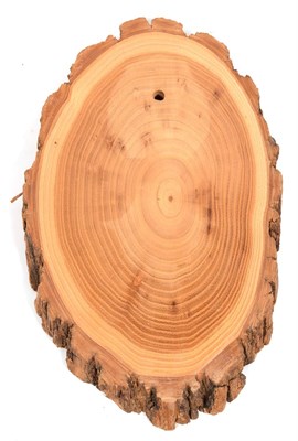 Lot 127 - Taxidermy: Shields, fifty mixed split oak tree shields, various sizes - average 14cm by 23cm,...