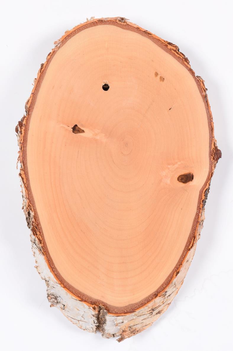 Lot 129 - Taxidermy: Shields, thirty mixed split ash tree shields, various sizes - average 11cm by 23cm, (50)