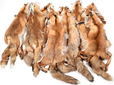 Lot 131 - Hides/Pelts: A Quantity of Red Fox Pelts (Vulpes vulpes), circa late 20th century, thirteen...