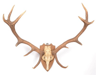 Lot 132 - Antlers/Horns: European Red Deer (Cervus elaphus), circa late 20th century, adult Royal stag...