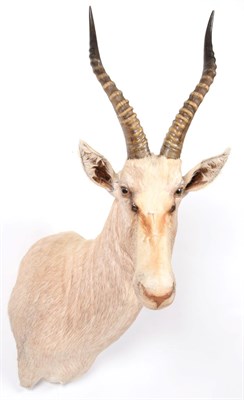 Lot 133 - Taxidermy: White Blesbok (Damaliscus pygargus phillipsi), modern, South Africa, a high quality...