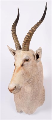 Lot 133 - Taxidermy: White Blesbok (Damaliscus pygargus phillipsi), modern, South Africa, a high quality...