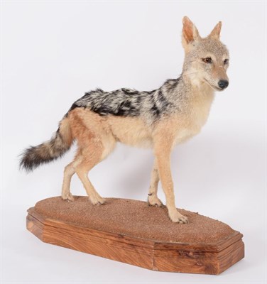 Lot 134 - Taxidermy: Black-Backed Jackal (Canis mesomelas), modern, South Africa, a full mount adult in...