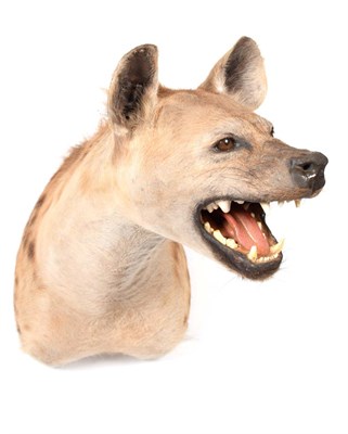 Lot 136 - Taxidermy: Spotted Hyena (Crocuta Crocuta), modern, a high quality adult male shoulder mount,...