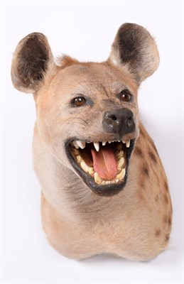 Lot 136 - Taxidermy: Spotted Hyena (Crocuta Crocuta), modern, a high quality adult male shoulder mount,...