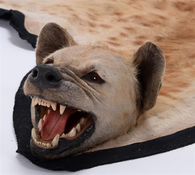 Lot 137 - Taxidermy: Spotted Hyena Skin Rug (Crocuta Crocuta), modern, a high quality adult female skin...