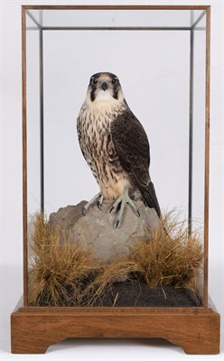 Lot 140 - Taxidermy: A Cased Peregrine Falcon (Falco peregrinus), circa 2014, by award winning...