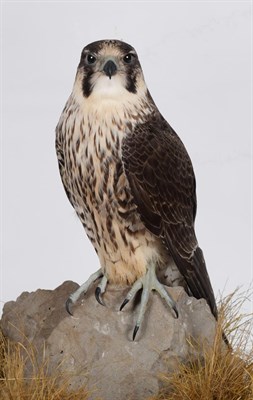 Lot 140 - Taxidermy: A Cased Peregrine Falcon (Falco peregrinus), circa 2014, by award winning...