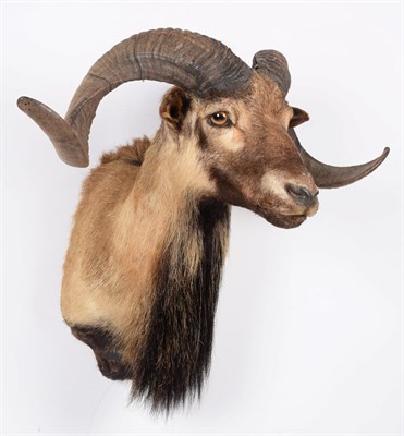 Lot 141 - Taxidermy: Corsican Sheep (Ovis aries), circa late 20th century, a high quality adult male shoulder
