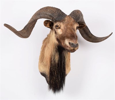 Lot 141 - Taxidermy: Corsican Sheep (Ovis aries), circa late 20th century, a high quality adult male shoulder