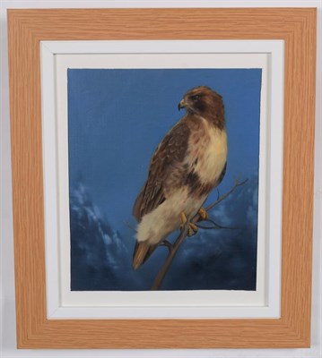 Lot 142 - Taxidermy Art: A Quantity of Original Art Work by Graham Teasdale, Taxidermist, Rotherham,...