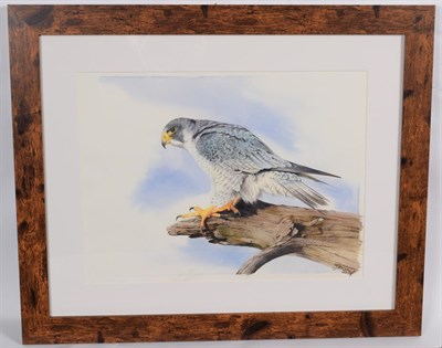 Lot 142 - Taxidermy Art: A Quantity of Original Art Work by Graham Teasdale, Taxidermist, Rotherham,...