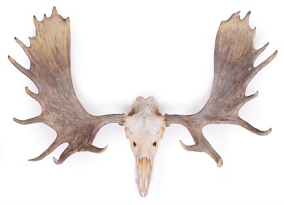 Lot 143 - Antlers/Horns: A Large Set of European Moose Antlers (Alces alces), circa late 20th century, a...
